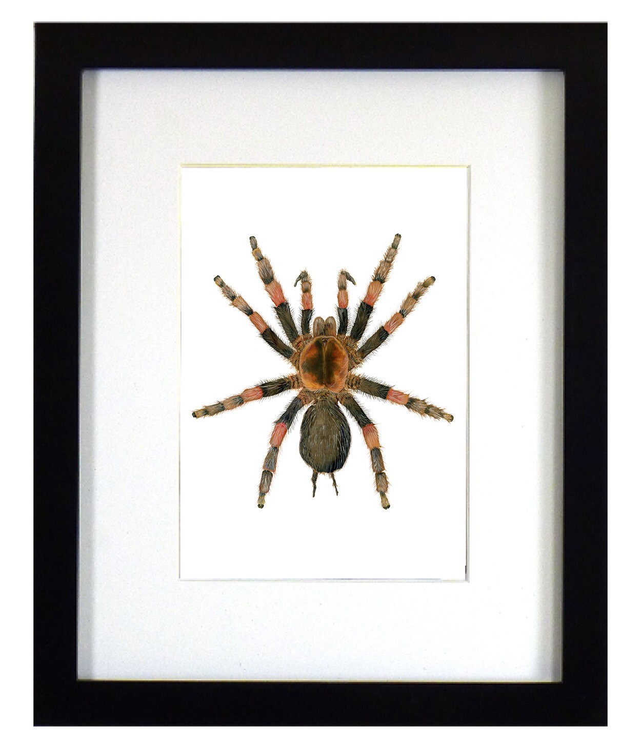 Framed insect paintings and art prints — Otterwell Studio
