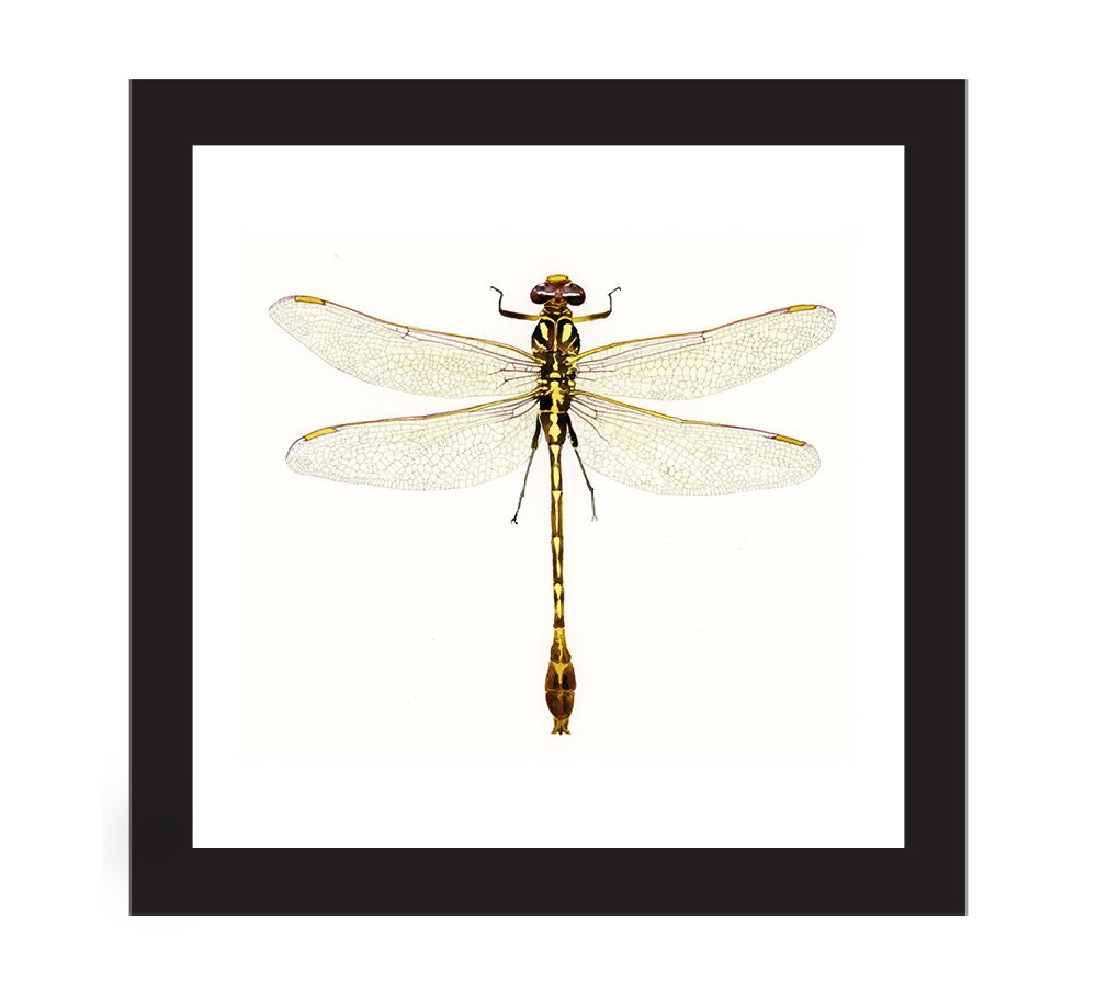 Framed insect paintings and art prints — Otterwell Studio