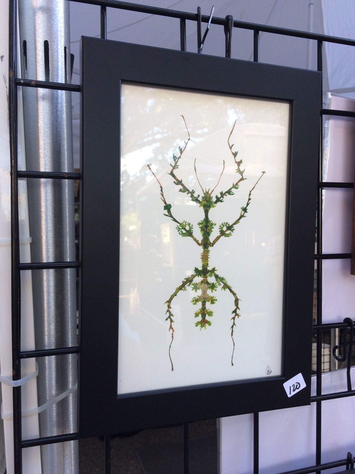 Framed insect paintings and art prints — Otterwell Studio