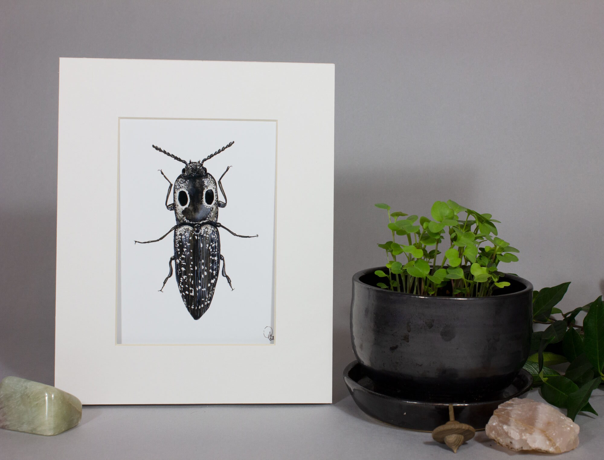 Framed insect paintings and art prints — Otterwell Studio