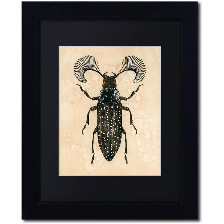 Framed insect paintings and art prints — Otterwell Studio