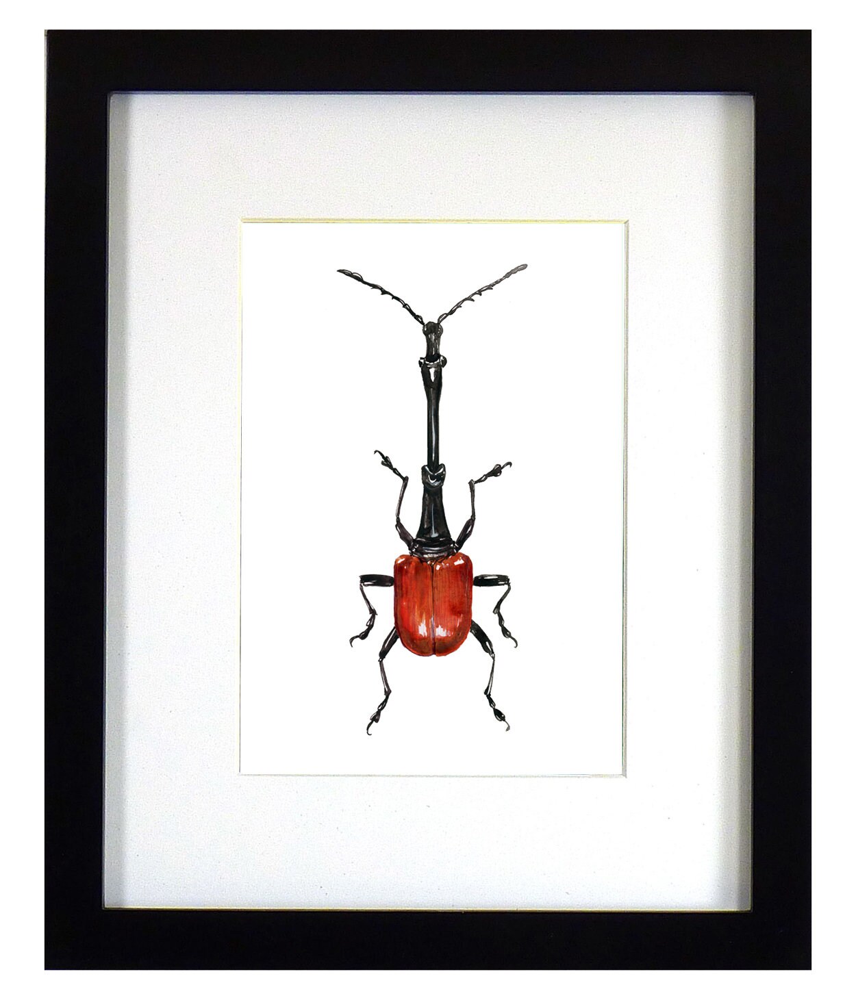Framed insect paintings and art prints — Otterwell Studio