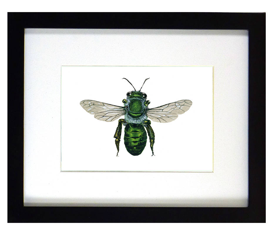 Framed insect paintings and art prints — Otterwell Studio