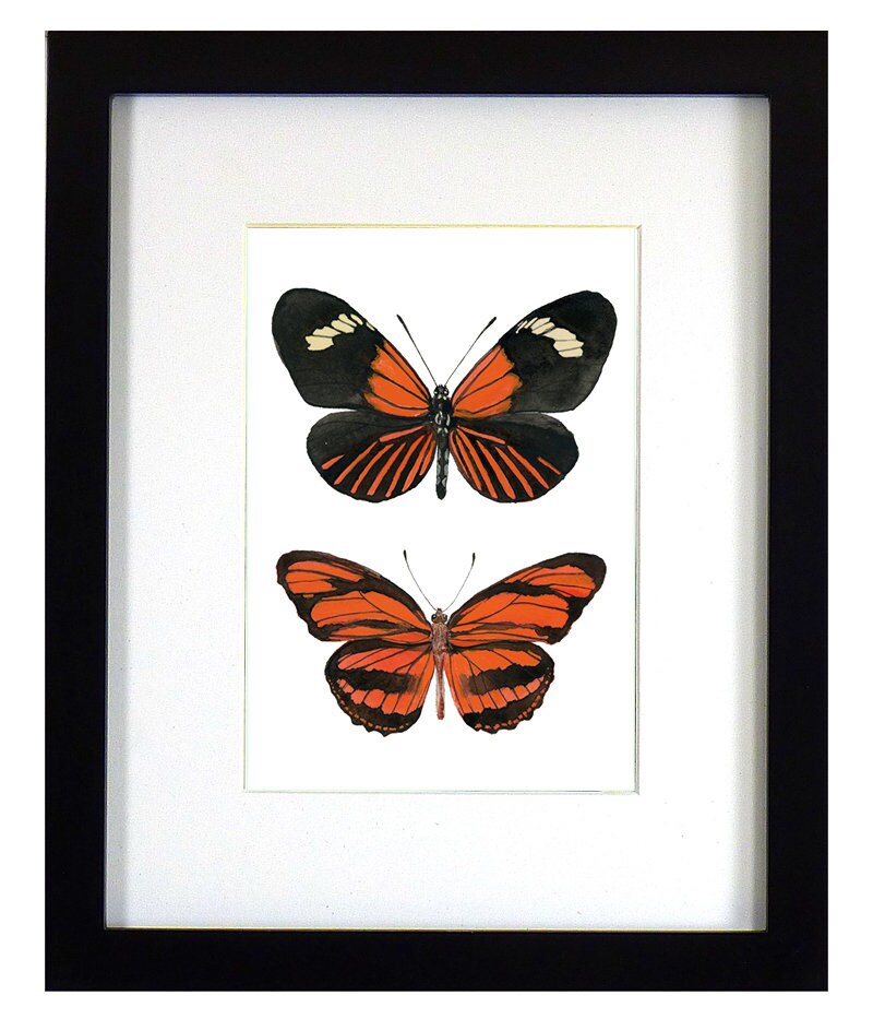 Framed insect paintings and art prints — Otterwell Studio