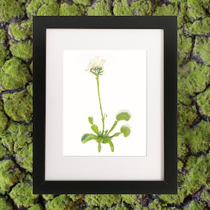 Venus FlyTrap Botanical Painting, Venus Fly-trap Botanical Watercolor Painting
