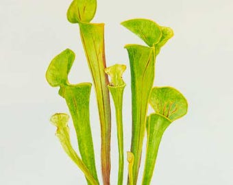 aponogeton aquarium plant Madagascar Lace Plant (Bulb)