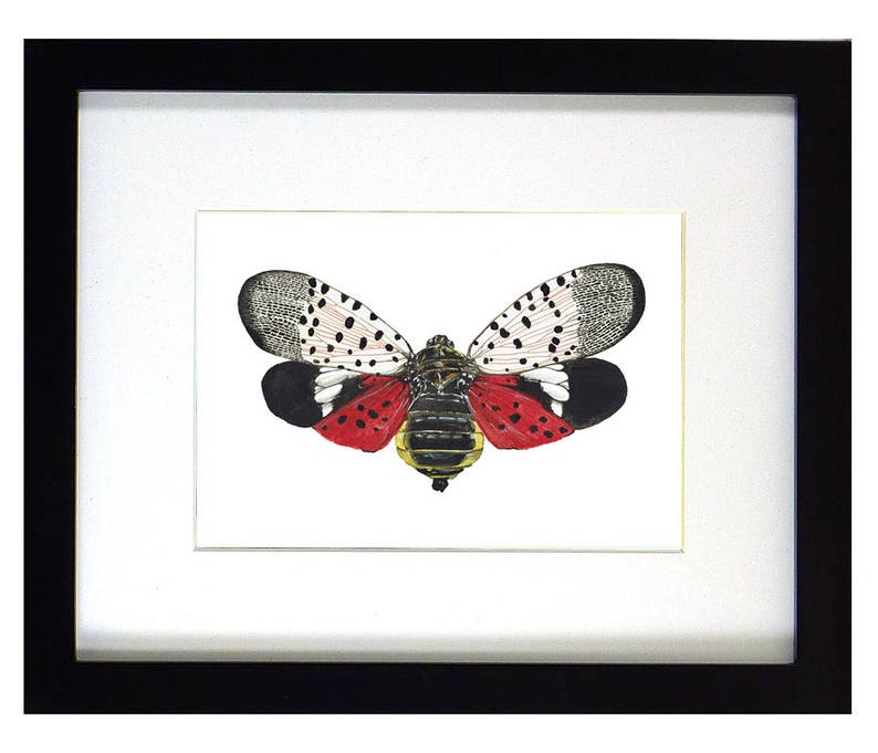 framed bug Bug art Framed Insect Framed Watercolor Mounted Insect