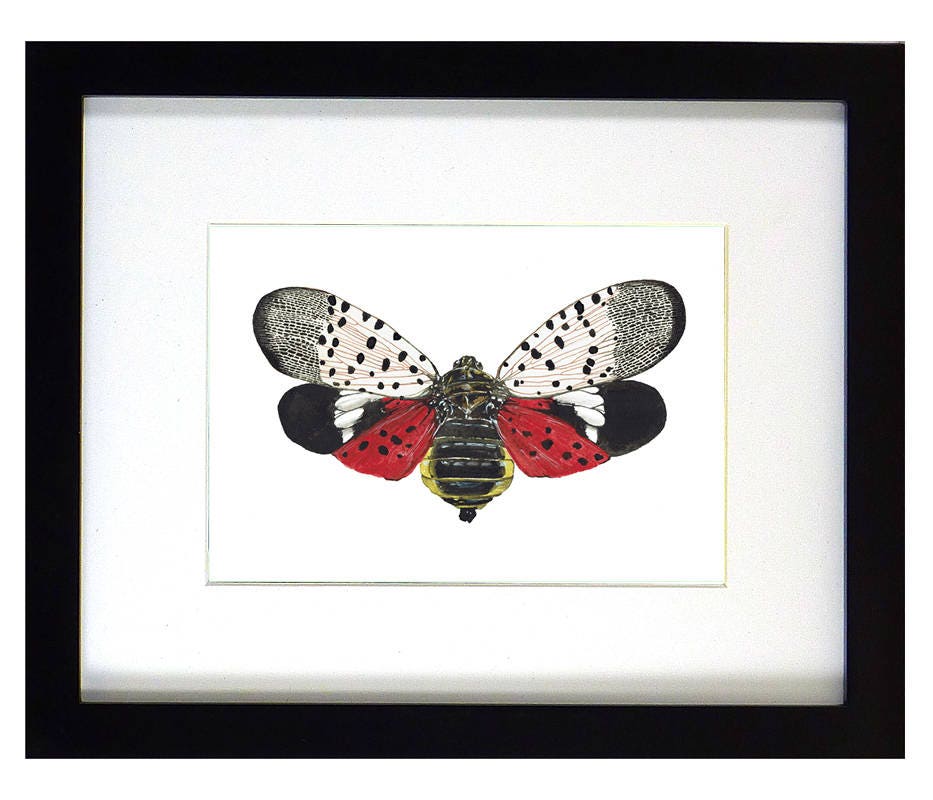 Framed insect paintings and art prints — Otterwell Studio