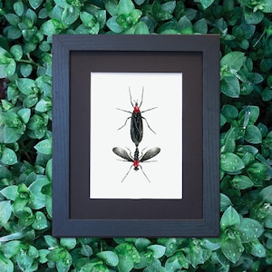 Lovebugs watercolor specimen painting