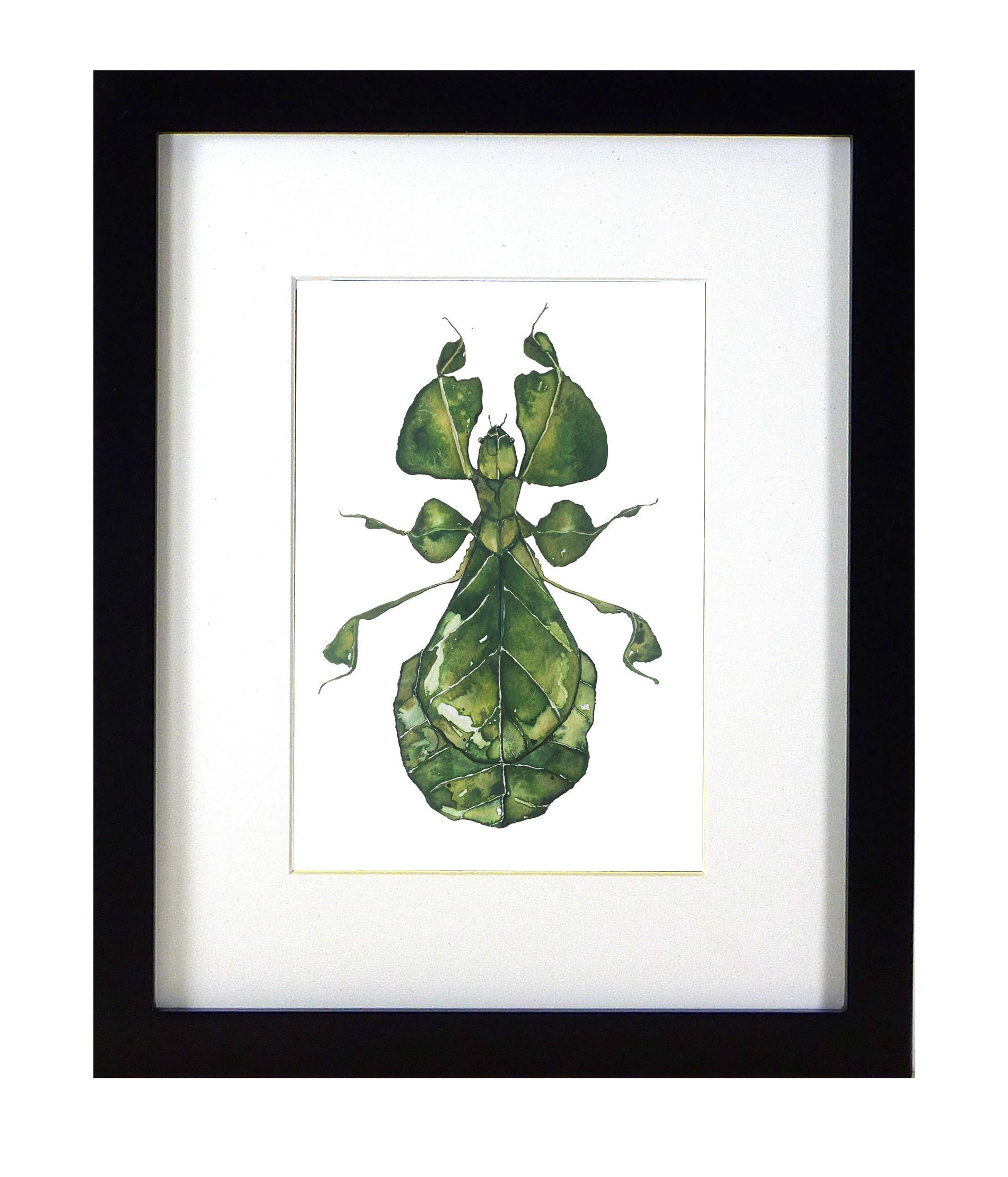 ARTWORK Green Walking Leaf, Mounted Insect, Framed Insect Art, Framed