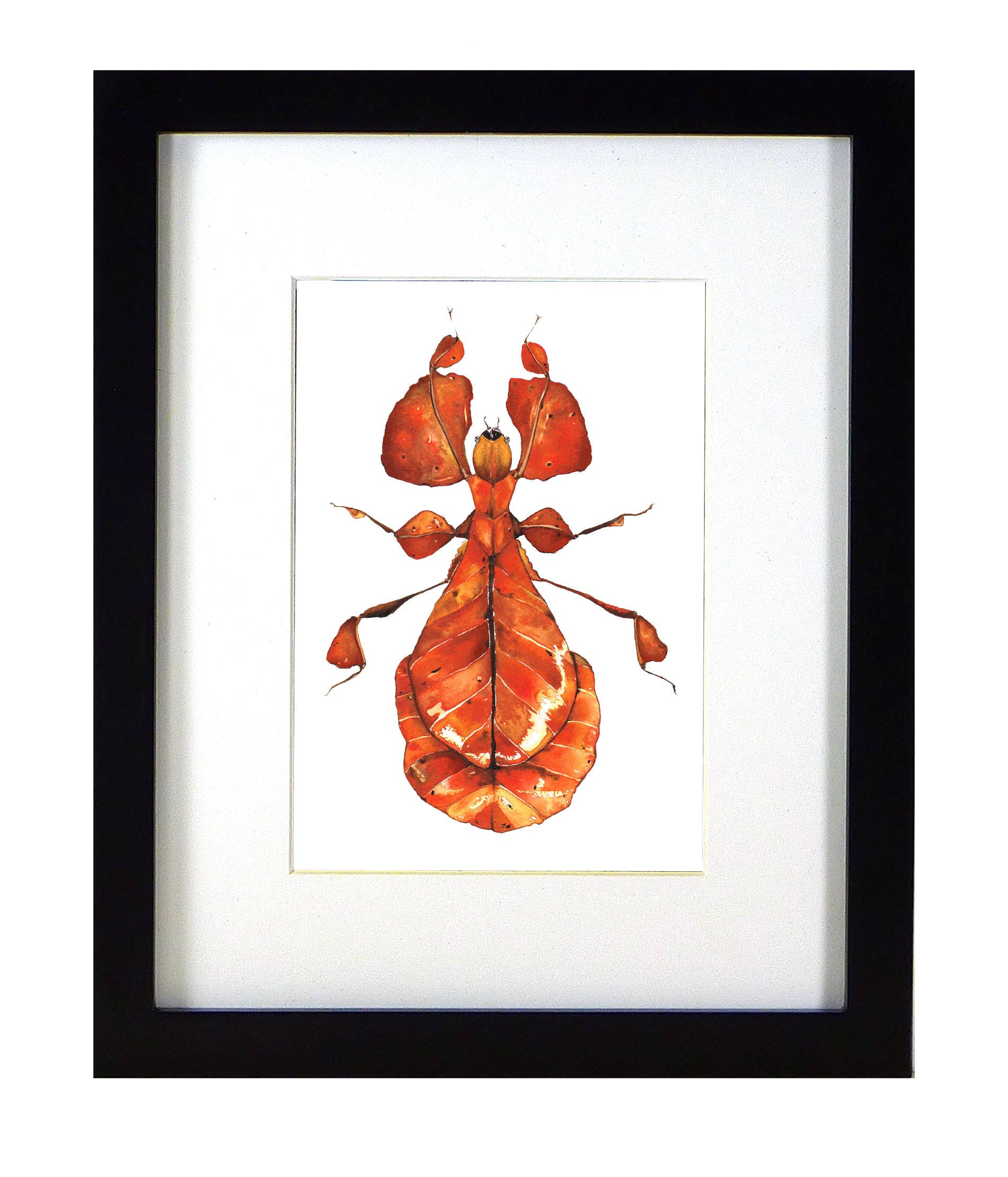 ARTWORK, Walking Leaf Insect Art, Framed Insect Art, Framed Specimen