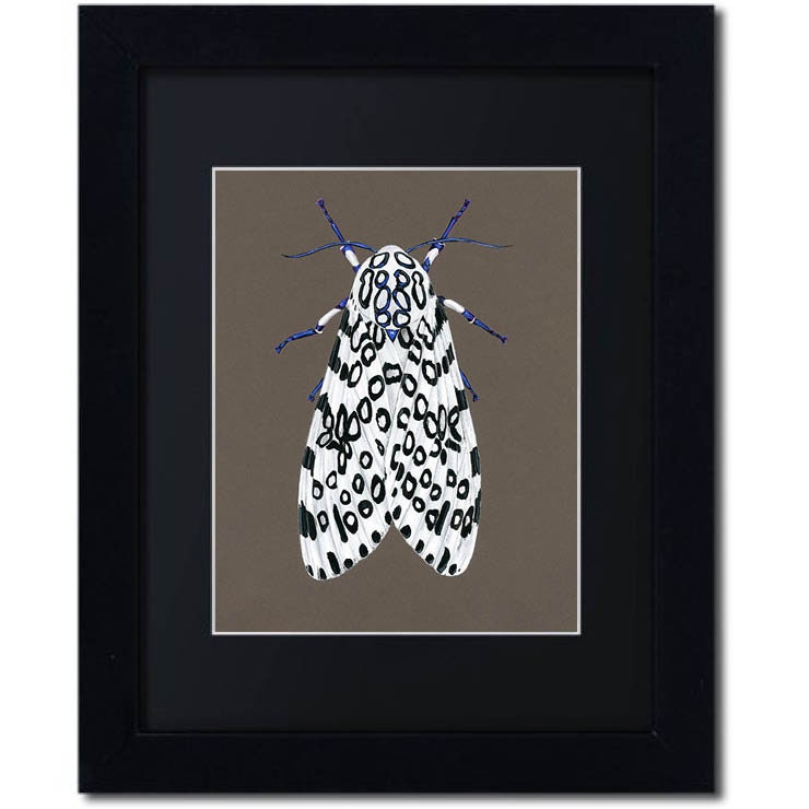 Framed insect paintings and art prints — Otterwell Studio