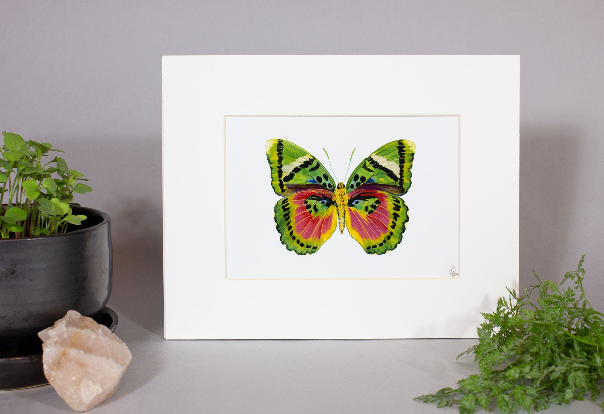 Framed insect paintings and art prints — Otterwell Studio