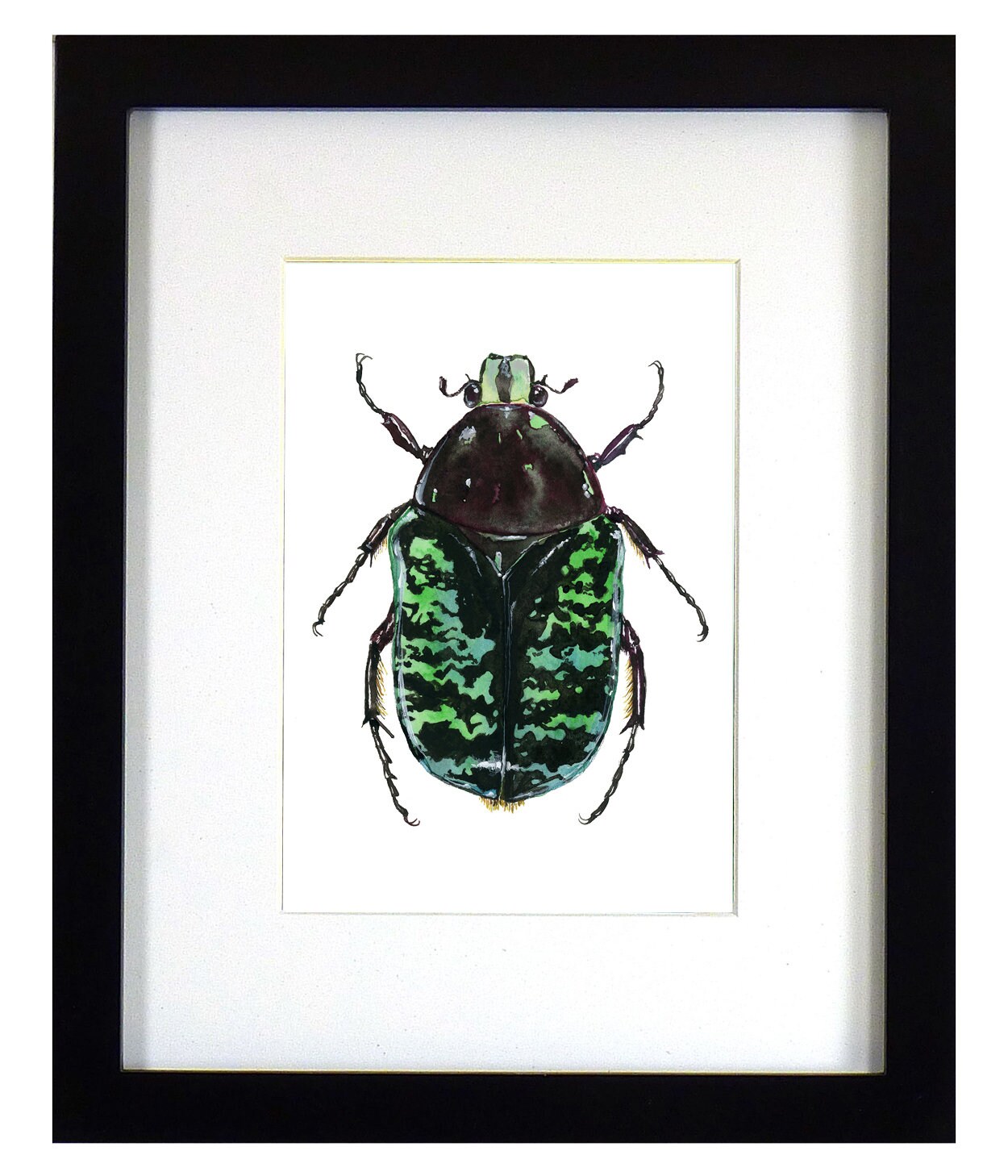 Framed insect paintings and art prints — Otterwell Studio