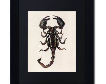 Emperor Scorpion Framed Watercolor Print, Mounted Scorpion Art, Framed Scorpion Art, Framed Watercolor, Bug art