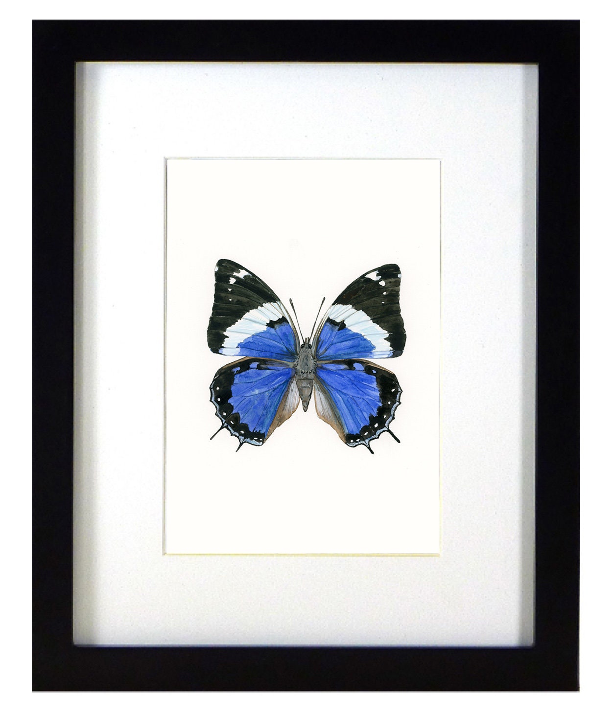 Framed insect paintings and art prints — Otterwell Studio