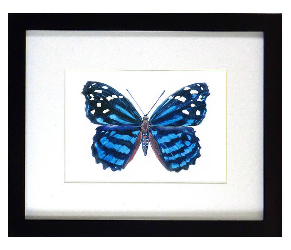 Framed insect paintings and art prints — Otterwell Studio