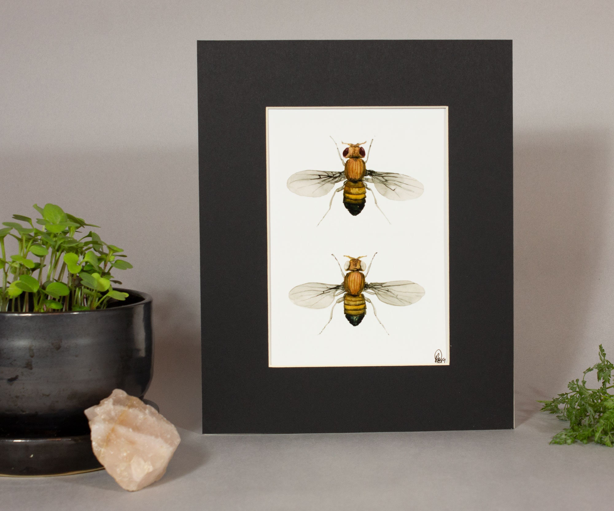 Framed insect paintings and art prints — Otterwell Studio