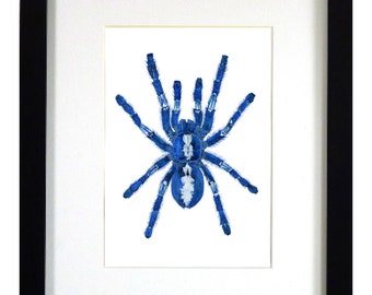 Gooty Sapphire Tarantula, Blue Tarantula mount art, Mounted Spider Art, Framed Spider Art, Specimen, Framed Sapphire Tarantula
