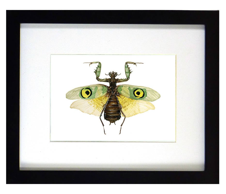 ARTWORK Indian Praying Mantis, Mounted Insect, Framed Insect Art