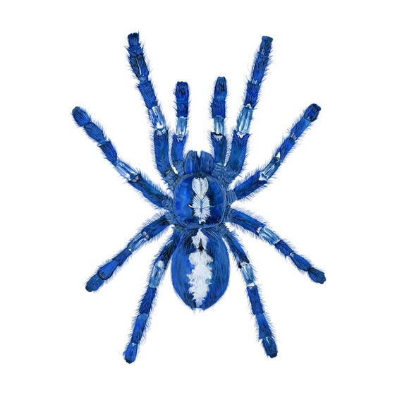 Artwork Gooty Sapphire Tarantula Blue Tarantula Mount Art Etsy
