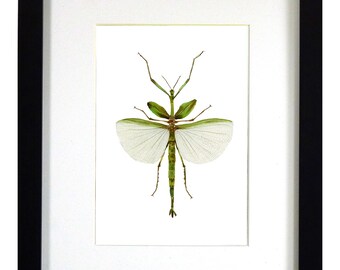 Goliath Stick Insect Watercolor Painting, Framed Walking Stick Painting, Mounted Walking Stick Insect Art, Framed Insect Art