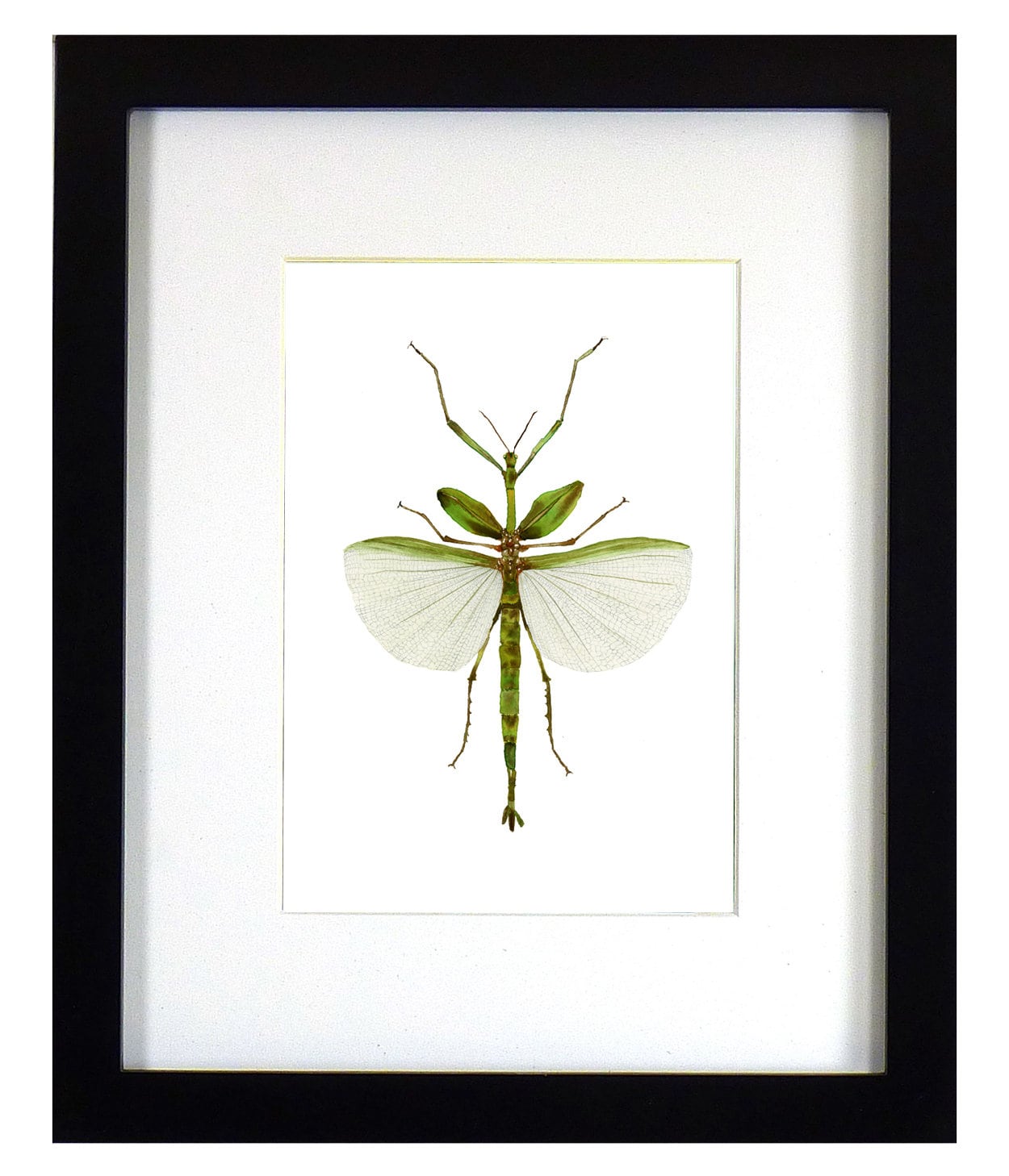 Framed insect paintings and art prints — Otterwell Studio