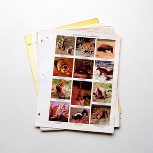 Vintage Dictionary Pages, Color Page Section - 14 Sheets