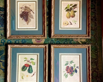 Set of Four Beautiful Framed Botanical Art Prints Vintage Wall Art