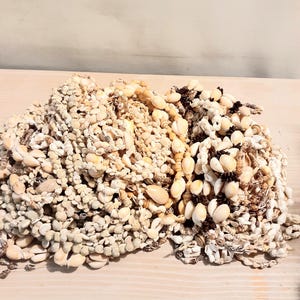 May include: A large collection of necklaces made from various small white, cream, and tan seashells. The strands feature a mix of cowrie shells, spiral shells, and small dark brown accents, creating a dense, textured pile of natural shell jewellery.