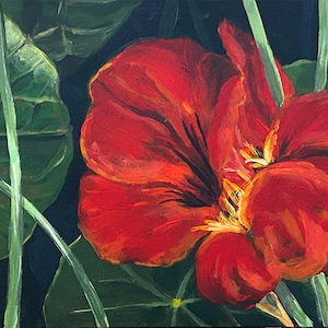 Red Nasturtium