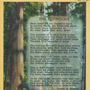 Californie : carte postale californienne vintage « The Redwoods » avec poème de Joseph B. Strauss - Éphémères du début du XXe siècle