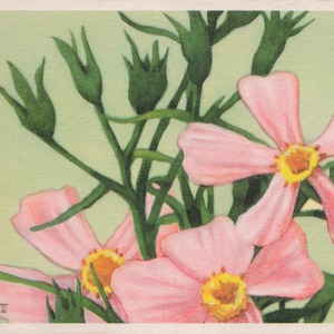 Beste Wünsche: 1951 Moosrosa Wildblumen-Postkarte – National Wildlife Foundation Series 503-10 – Illustriert von Leslie Ingram