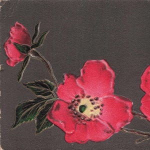 Best Wishes: Sehr schöne antike Postkarte mit lebhaften Rosen - Vintage Beauty Prägung