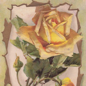 Auguri: Antica cartolina postale con rosa gialla in rilievo – “Che la tua vita sia lunga e felice” – Inizio del 1900 circa
