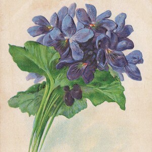 Carte Postale Ancienne d'Anniversaire avec Violettes – "Nous vous souhaitons un joyeux anniversaire" – Fleurie et Embossée