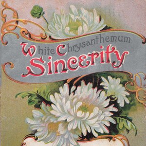 Meilleurs voeux : Carte postale ancienne - Motif floral « Sincérité » chrysanthème blanc de 1911