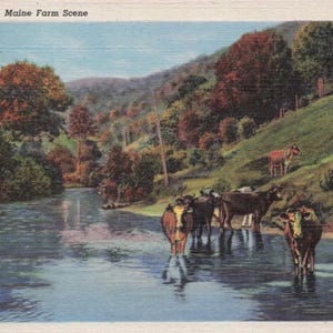 Maine: cartolina d'epoca - ruscello in collina, scena di fattoria nel Maine - fascino rustico della campagna