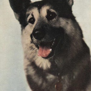 Nouveauté : carte postale ancienne « Berger allemand » – collection Standard Arts vintage | Beauté canine intemporelle !