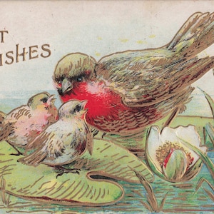 Antike Postkarte von 1910 – “Best Wishes” – Rotkehlchen & Küken