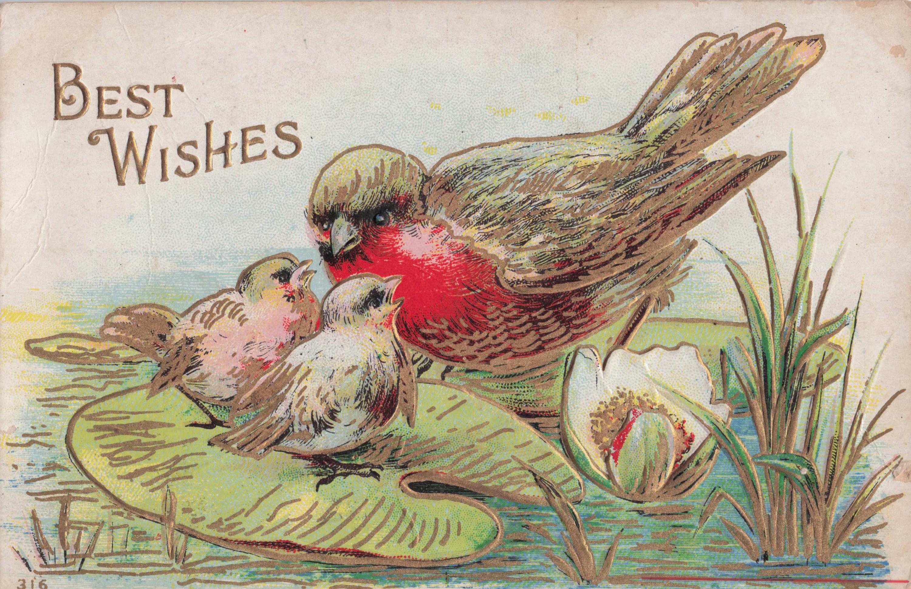 Best Wishes: Antique 1910 Embossed "Best Wishes" Postcard – Adorable Robin & Chicks Illustration