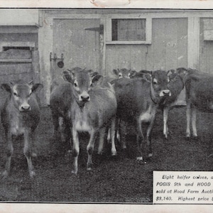 Novidade: Raro cartão-postal publicitário Hood Farm Lowell, MA de 1907 | Novilhas Jersey | Pogis 9th & Hood Farm Torono | Leilão de gado vintage