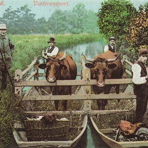 Mondo: Cartolina storica della Spreewald - Trasporto di bestiame "Viehtransport", scena di campagna rustica