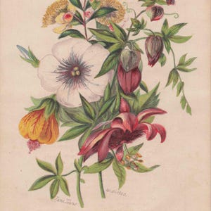 I migliori auguri: cartolina antica Cartolina antica di luglio con fiori da finestra mensili – Passiflora e mirto (1880)