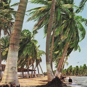 Carte Postale Vintage du Venezuela (Années 1950) - Playas del Caribe - Scène Tropicale - Livraison Gratuite & Retours
