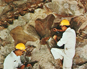 Colorado : carte postale vintage du monument national des dinosaures dans l'Utah-Colorado. Cette carte postale vintage du Colorado date d’environ 1950.