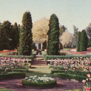 Oregon: Vintage Postkarte der Tulpen in den Lambert Gardens in Portland, Oregon. Diese Portland-Oregon-Postkarte ist circa 1950.
