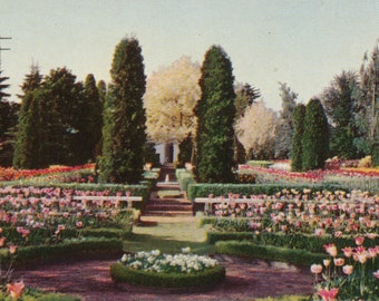 Oregon: Vintage Postcard of Tulips in the Lambert Gardens in Portland Oregon. This Portland Oregon Postcard is Circa the 1950&#39;s.