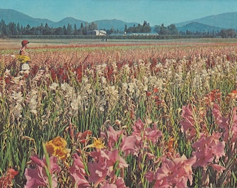 Oregon : carte postale vintage des champs de gladiola en Oregon. Cette carte postale Oregon Gladiola date d’environ 1964.