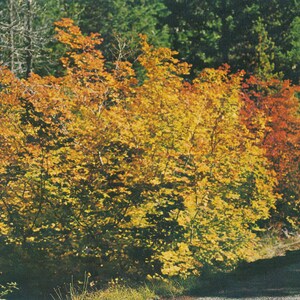 Oregon : carte postale vintage de l'érable vigneron omniprésent en fleur dans l'ouest de l'Oregon. Cette belle carte postale de l'Oregon date d'environ 1950.